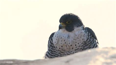 Peregrine Falcon Dive Images – Browse 382 Stock Photos, Vectors, and ...