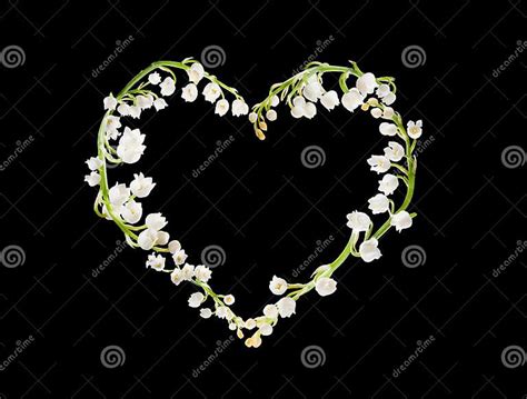 Heart Of Lillies Stock Photo Image Of Beauty Isolated 17842132