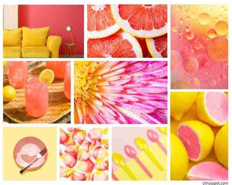 Beautiful Citrus Pink Colour Combinations To Brighten Your Day Citrus