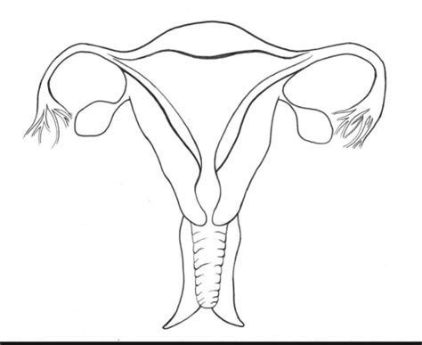 Female Reproductive System Diagram Quizlet