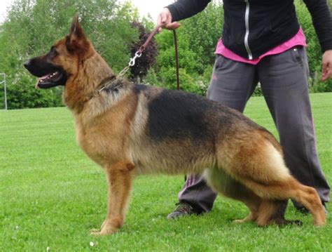 Chien Berger Allemand Lisou Des Fideles De La Chataigneraie