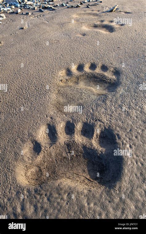 Bear Footprint Hi Res Stock Photography And Images Alamy