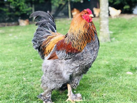 Blue Partridge Brahma Cockerel | BackYard Chickens - Learn How to Raise ...