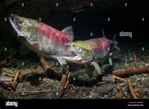 A Female Sockeye Salmon Oncorhynchus Nerka Fends Off An Intruding