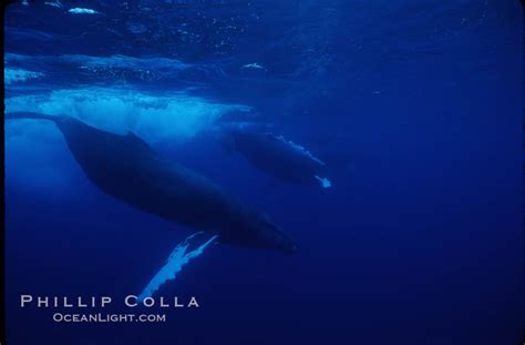 North Pacific Humpback Whale Active Group Megaptera Novaeangliae