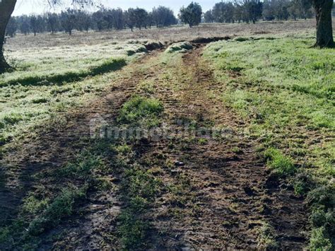 Terreno Agricolo Via Pizzorusso Mesagne Rif Immobiliare It