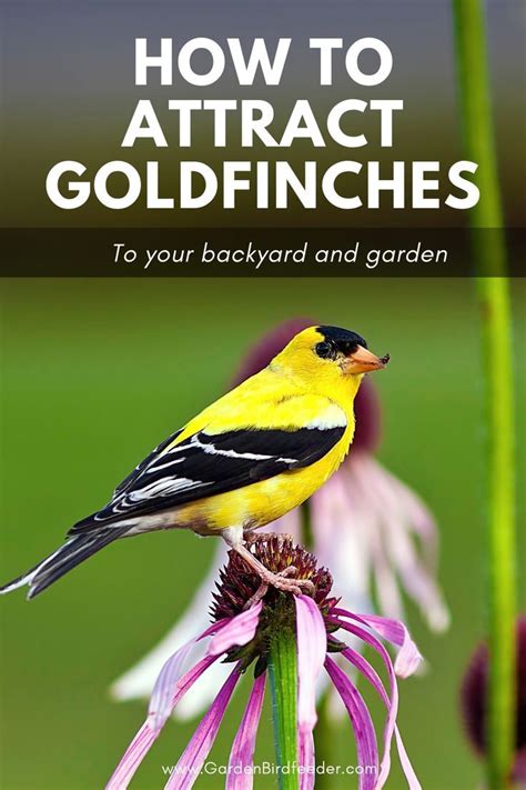 How To Attract Finches To Your Yard And Garden Backyard Birds