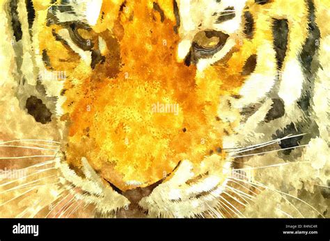 Siberian tiger painting Stock Photo - Alamy