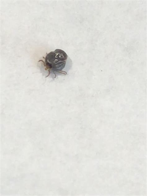 Can anyone help identify this tick? : r/ticks