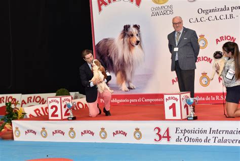 Chien Cavalier King Charles Spaniel Ch Jr Cs Ch Esp Ib Pt Ib Cs Ew