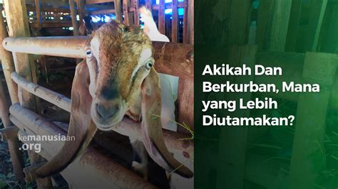 Akikah Dan Berkurban Mana Yang Lebih Diutamakan