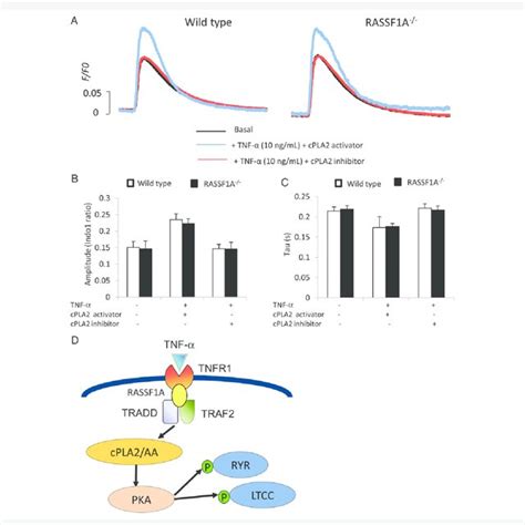 Effects Of Cpla Inhibition And Activation On Tnf A Induced Calcium