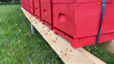 Mai Ist Tag Der Biene Geht S Den Bienen Gut Geht S Uns Allen Gut