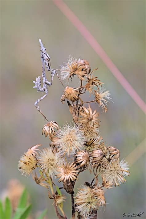 Empusa Pennata Diablotin D Automne Guillaume Cordel Flickr