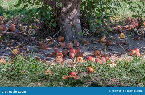 Rotten Apples Under A Apple Tree Stock Image Image Of Food Fallen