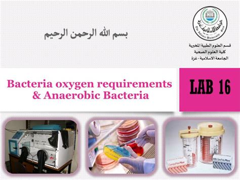 Ppt Bacteria Oxygen Requirements And Anaerobic Bacteria Powerpoint Presentation Id2368603