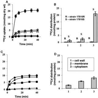 109Cd Uptake And Its Distribution In Subcellular Fractions In S Aureus