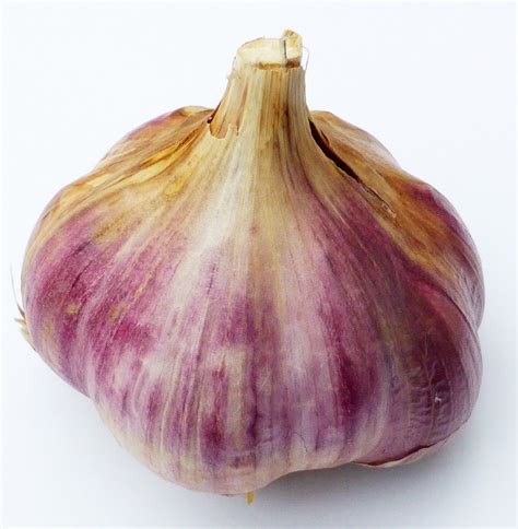 Pflanzknoblauch Ljubascha Pflanze - LandschaftenSchmecken