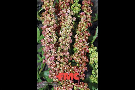 Rumex crispus Guía de malas hierbas FMC