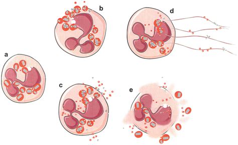 Processes Of Eosinophil Granules Secretions Resting Eosinophil Shows