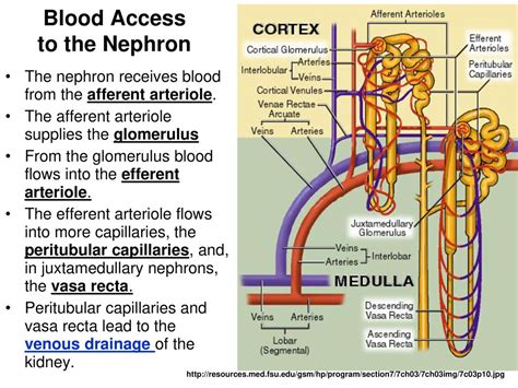 Peritubular Capillaries And Vasa Recta