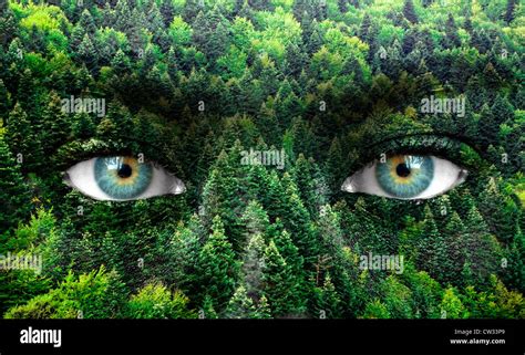 Green forest and human eyes - Save nature concept Stock Photo - Alamy