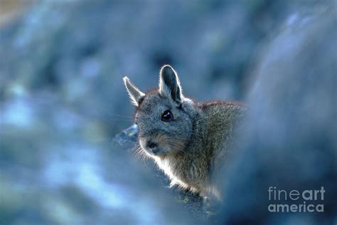 Northern Mountain Viscacha Lagidium Peruanum Photograph By Jonathan