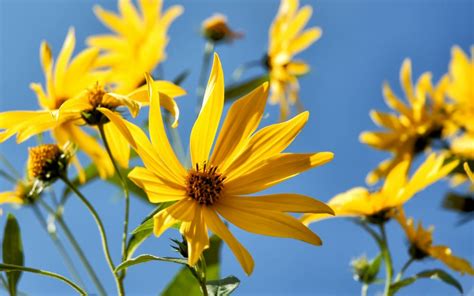 Обои для рабочего стола: Флора, Цветы, Желтые маргаритки