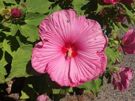 Luna Rose Hibiscus 3 Container Grimms Gardens