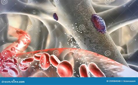 Parathyroid Hormone Pth Is A Hormone Your Parathyroid Glands Release