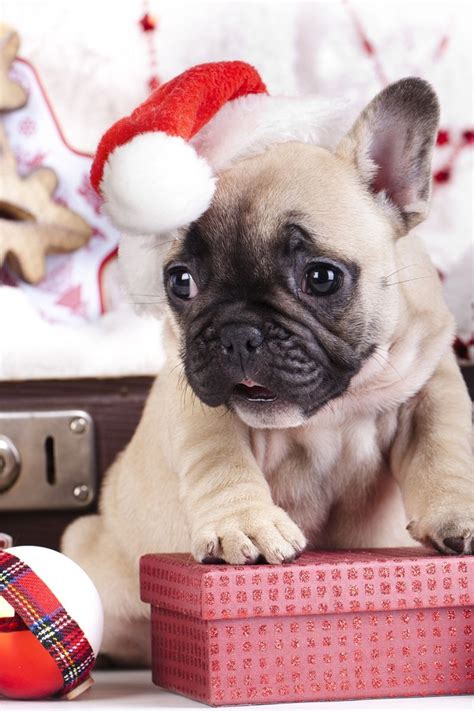 Cute Puppies Christmas Wallpapers - Wallpaper Cave