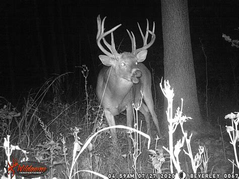 Camera check after three days | Michigan Sportsman Forum