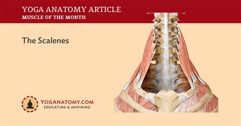 Scalene Muscles Its Attachments And Actions Yoganatomy