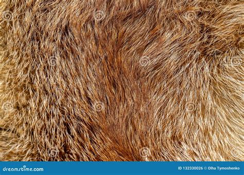 Fox Fur Close-up Color Orange Animal Background Stock Photo - Image of ...