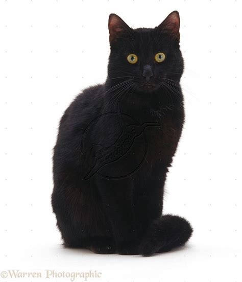 Black Cat Sitting Photo Cat Background Cats Cat Sitting Down