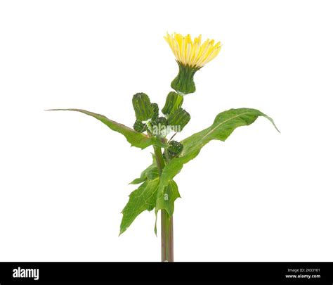 Common sowthistle isolated on white background, Sonchus oleraceus Stock Photo - Alamy