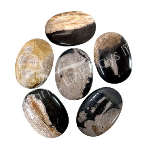 Petrified Wood Palm Stone New Jersey Oceanic Linkways Inc