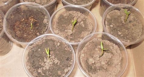 Как вырастить куркуму - Со Вкусом