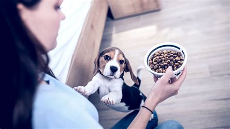 Gu A Completa Para Elegir El Mejor Pienso Para Tu Perro