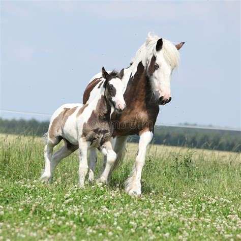 Nice Irish Cob Mare With Foal On Pasturage Stock Photo Image Of Mare