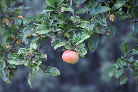 A Handsome Apple On A Branch Of A Tree A Fruit Tree An Apple Hanging