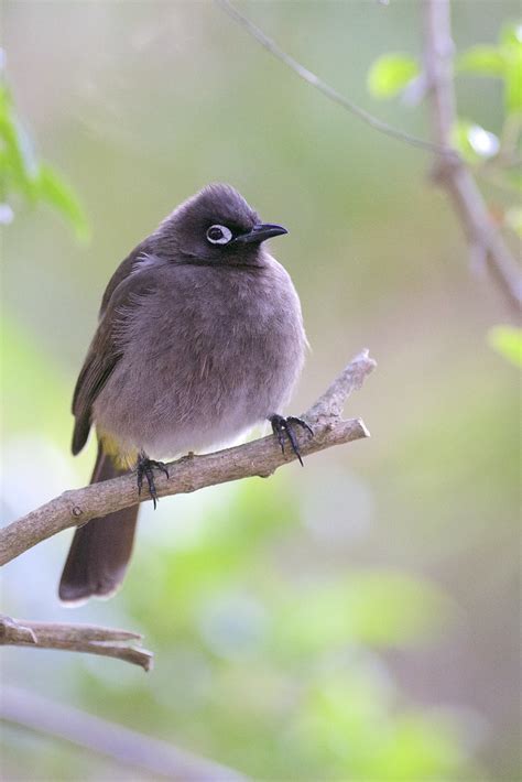 Cape Bulbul Pycnonotus Capensis Wilderness Western Cap Flickr