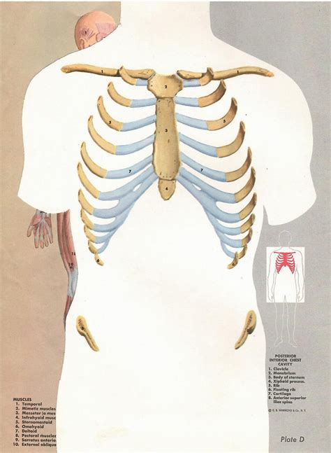 Human Anatomy