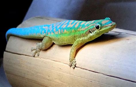 Blue Tailed Day Gecko Phelsuma Cepediana Captive Bred Joshs