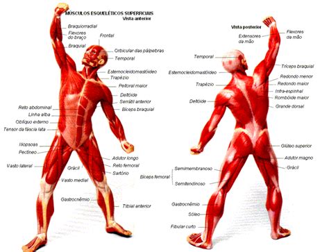 Como Ganhar Massa Muscular Rapidamente Tipos M Sculos Do Corpo Humano