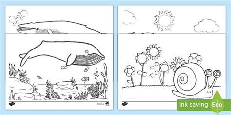 Snail And Whale Templates KS1 Colouring Worksheets