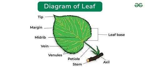 Diagram Of Leaf And Its Parts Geeksforgeeks