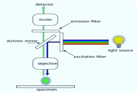 The Microscopy Series: Fluorescence Microscope