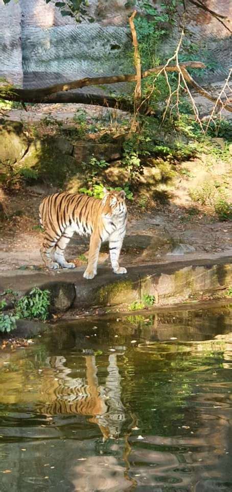 Tijgers Aan Het Water Online Puzzel