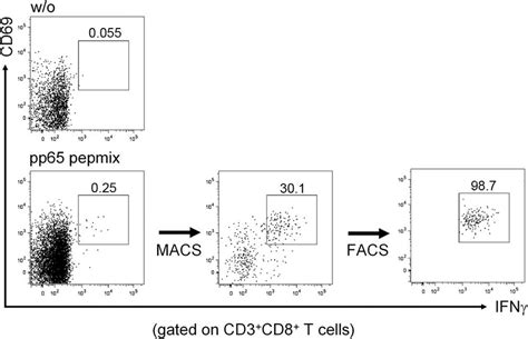 Frequency Of Ifn Positive T Cells Upon Specific Stimulation Pbmc Were